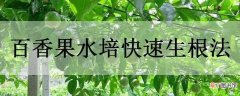 【香】百香果水培快速生根法