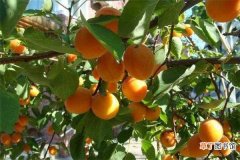 【树】杏树扦插生根最快方法是什么