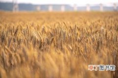 一粒小麦 七十二变 探寻河南食品深加工行业的嬗变之路