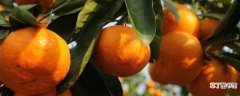 【水果】柑橘是一种水果