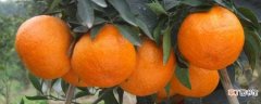 【品种】橙子是柑橘的品种之一