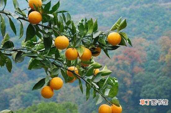 【花卉大全】中国十大柑橘之乡：黄岩县 宜昌市