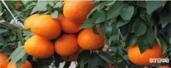 【品种】目前最好的柑橘品种，盘点十种优良品种：红美人 金柑