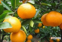 【功效】柑橘类水果有哪些 柑桔水果的功效与作用