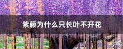 【不开花】紫藤为什么只长叶不开花