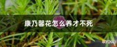 【花】康乃馨花怎么养才不死