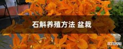 【盆栽】石斛的盆栽养殖方法