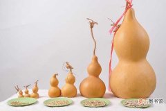 【方法】干葫芦籽怎么种植 具体方法是什么