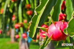 【火龙果】阳台火龙果的种植方法 培养技巧有哪些