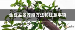【养殖方法】金豆盆景养殖方法和注意事项