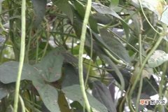 【开花】豆角开花期怎样施肥 什么时候施肥产量高