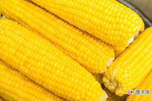 【施肥】甜玉米怎样施肥才能高产 掌握好四个施肥的关键期