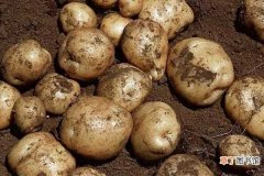 【施肥】土豆施肥时间和方法 施肥要点有哪些