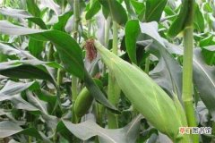 【施肥】玉米滴灌施肥方案 施肥技术及用量