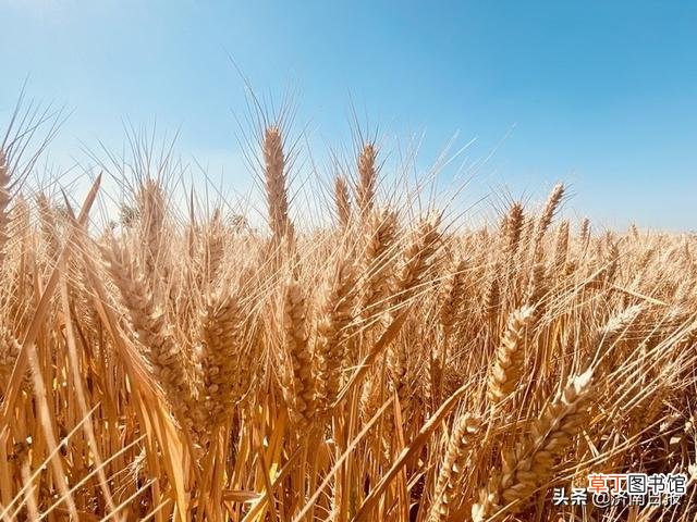 济南330万亩小麦收割全面展开 已收获两成以上
