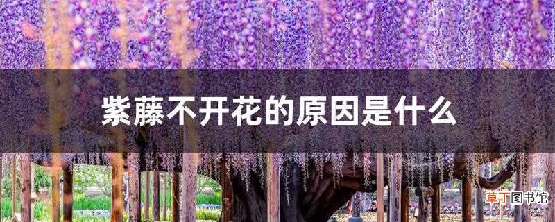 【不开花】紫藤不开花的原因是什么
