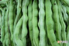 【种植】露地四季豆种植技术 养护要点有哪些