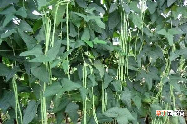 【种植】南方豇豆的种植时间和方法 需要施底肥吗