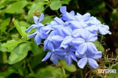 【花】蓝雪花的扦插方法是什么 要怎么操作