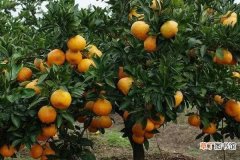 【橘子】如何嫁接橘子树成活率较高