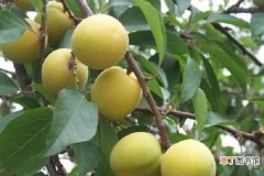 【树】杏树施催果肥最佳时间 施肥方法有哪些