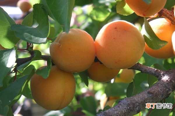 【树】杏树施催果肥最佳时间 施肥方法有哪些