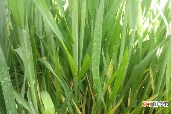 【施肥】小麦孕穗期水肥管理 施肥技巧有哪些