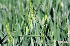 【施肥】小麦孕穗期水肥管理 施肥技巧有哪些