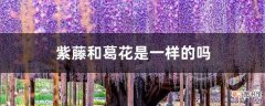 【葛花】紫藤和葛花是一样的吗