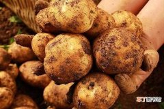 【种植】秋土豆种植时间与施肥技术 注意事项有哪些