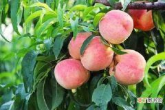 【桃子】桃子不甜是什么原因 如何施肥口感更甜