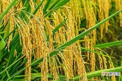 【抽穗】水稻抽穗到齐穗要多少天 如何养护产量高