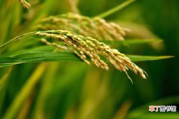 【抽穗】水稻抽穗到齐穗要多少天 如何养护产量高