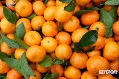 【效果】柑橘炭疽病打什么药 如何防治效果好