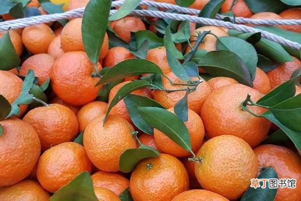 【效果】柑橘炭疽病打什么药 如何防治效果好