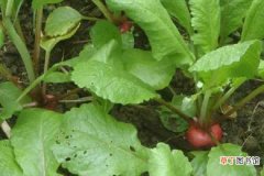 【桃】樱桃萝卜什么时候开始施肥 种植技巧有哪些