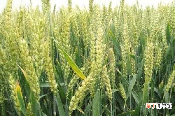 【小麦】农民种植小麦的过程 步骤有哪些