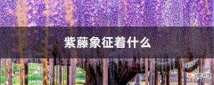 【象征】紫藤象征着什么