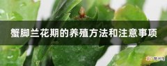 【花期】蟹脚兰花期的养殖方法和注意事项