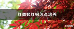 【红枫】红舞姬红枫怎么培养