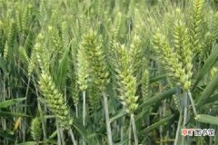 【施肥】冬小麦现在可以施肥吗 施肥最佳时间