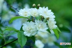 【花】木香花的种植养护方法 注意事项有哪些