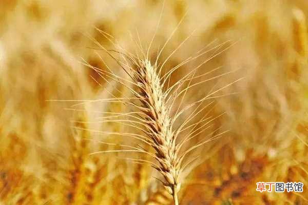 【高产】小麦高产管理技术要点 如何养护提高产量