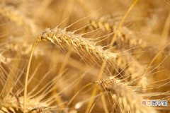 【高产】小麦高产管理技术要点 如何养护提高产量