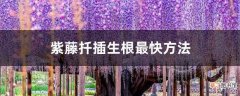 【扦插】紫藤扦插生根最快方法