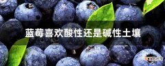 【土壤】蓝莓喜欢酸性还是碱性土壤