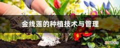 【种植】金线莲的种植技术与管理