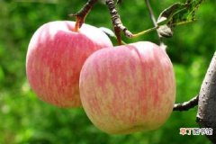 【树】苹果幼树第一年修剪方法 怎么修剪好