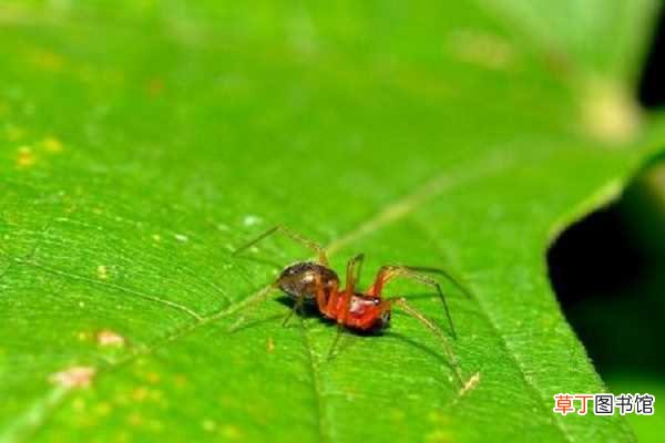 【防治】红蜘蛛土方法怎么杀死 防治方法有哪些