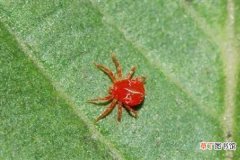 【防治】红蜘蛛土方法怎么杀死 防治方法有哪些